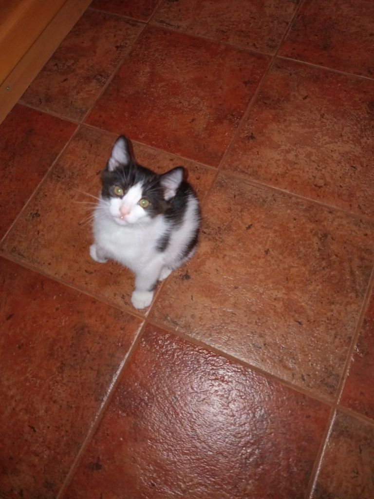 Котёнок Томас ищет маму