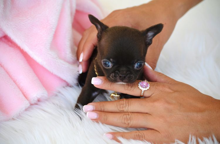 Cudowny Mini XXXS Czekoladowy Piesek Chihuahua