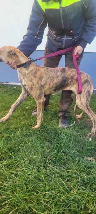 Sprzedam Charta Greyhund