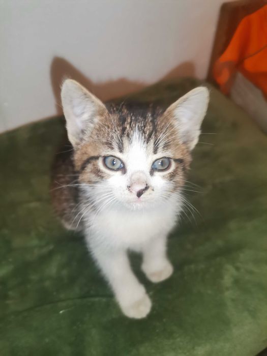 Oddam za darmo małe kotki. Można pojedynczo!!!