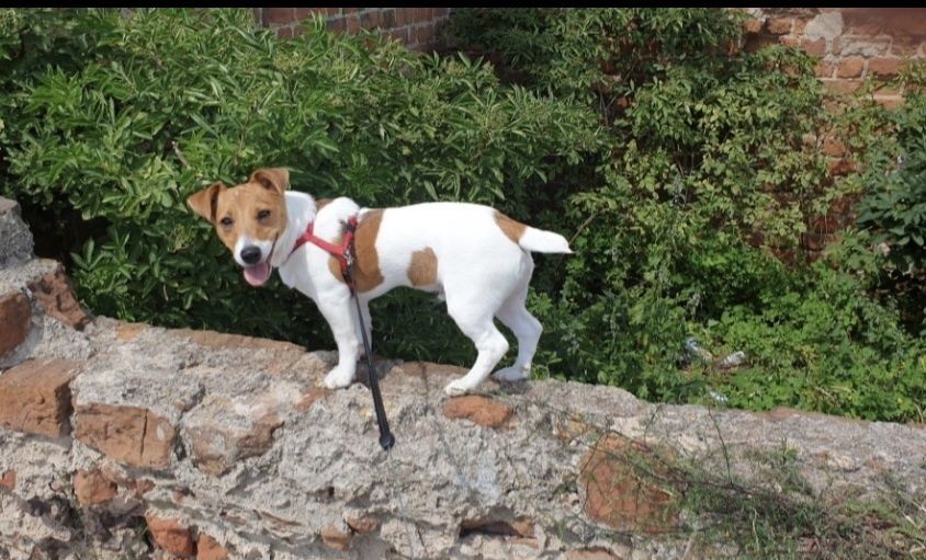 Reproduktor jack russel terrier 100% pewności