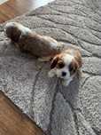 Cudowny Piesek Cavalier Blenheim,Chip,Rodowód,Książeczka,Wyprawka!!