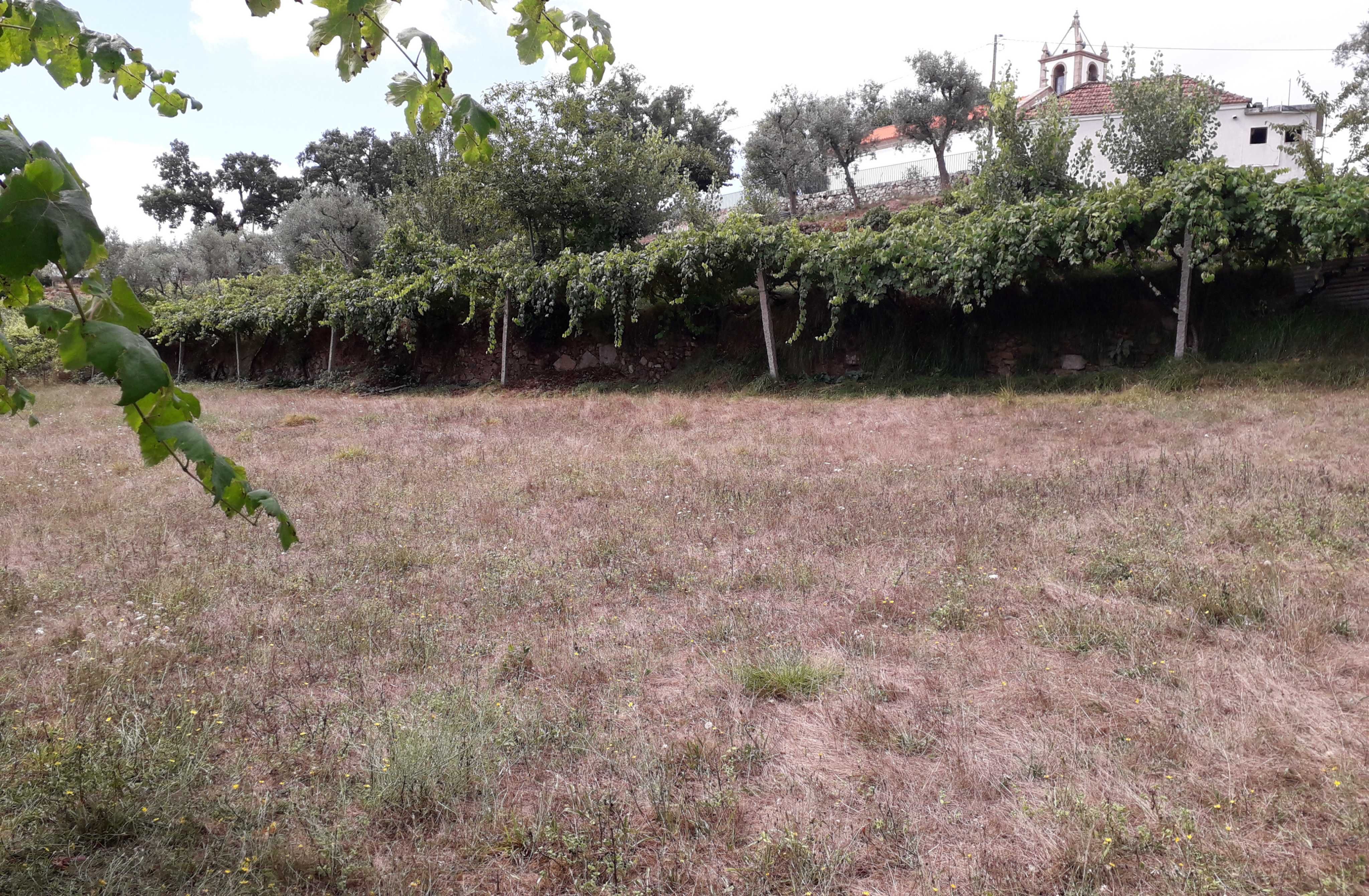 Terreno em Cinfães, entre o rio Paiva e o rio Douro.