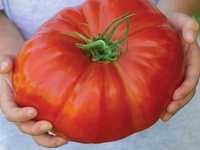Pack sementes Tomate Gigante Brutus