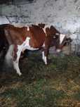 Krowa mleczna 7 letnia
