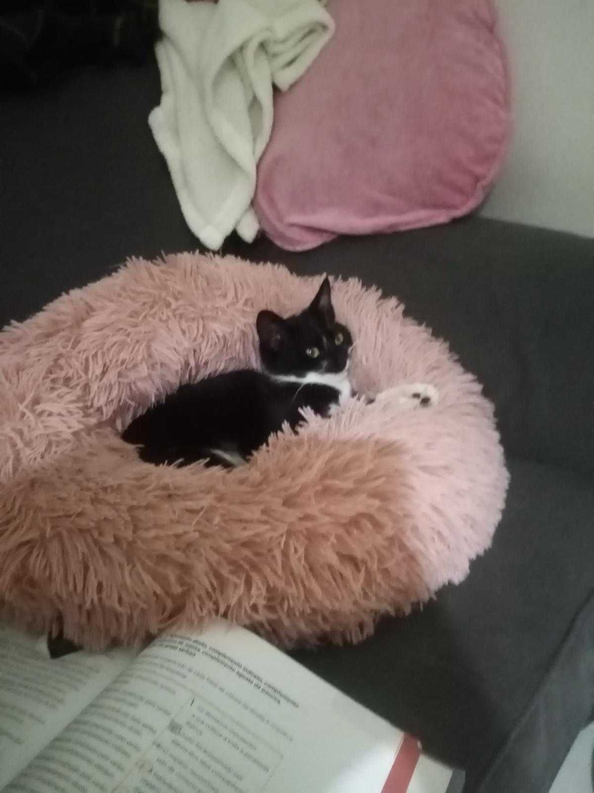 Cama  confortavel  para gatos