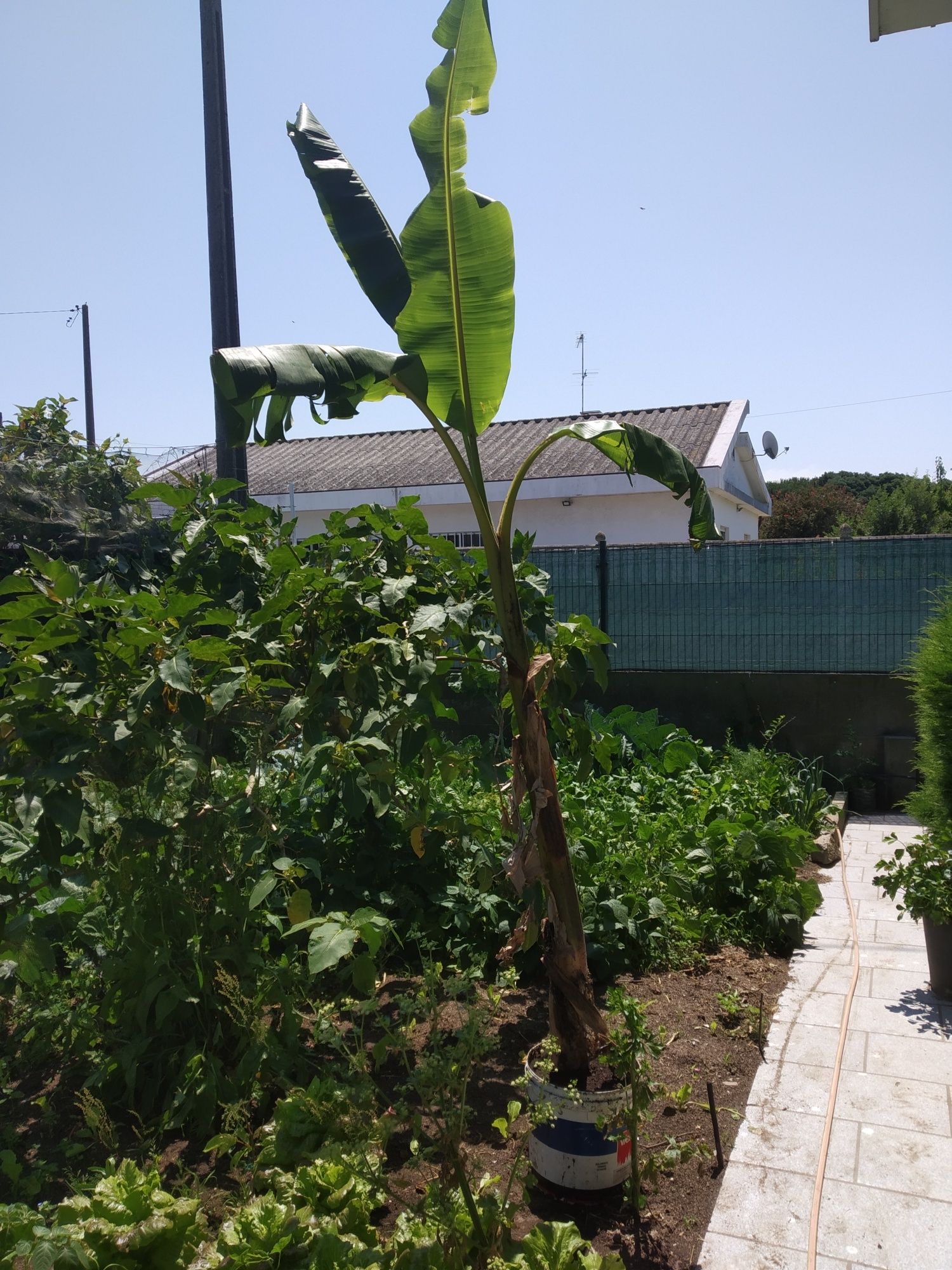 Bananeiras com altura de. 1 ; metro