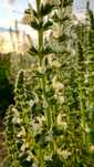 Шалфей австрийский семена, Salvia austriaca, шалфей