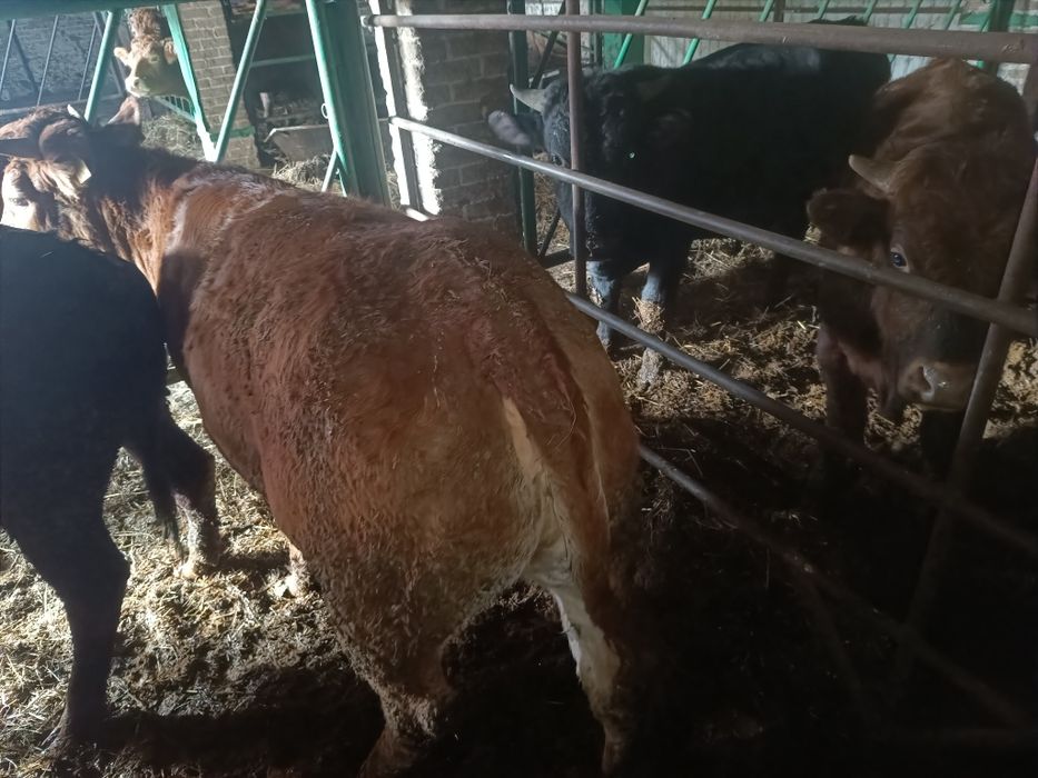 Jałoszka limousine lm