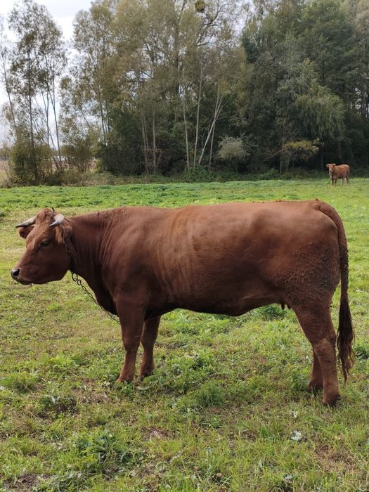 Krowa zacielona limousine