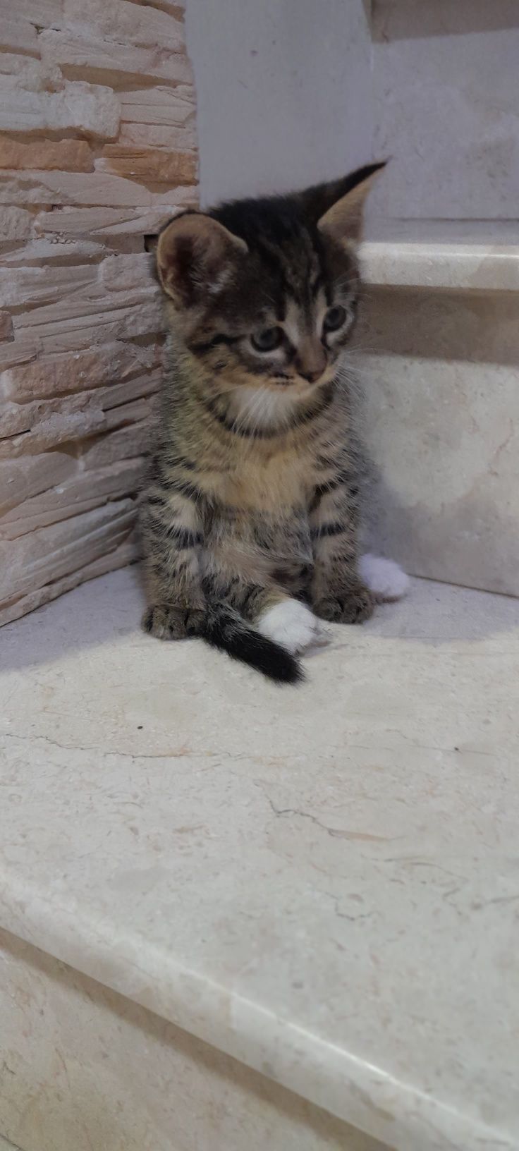 Маленьке кошеня, дівчинка