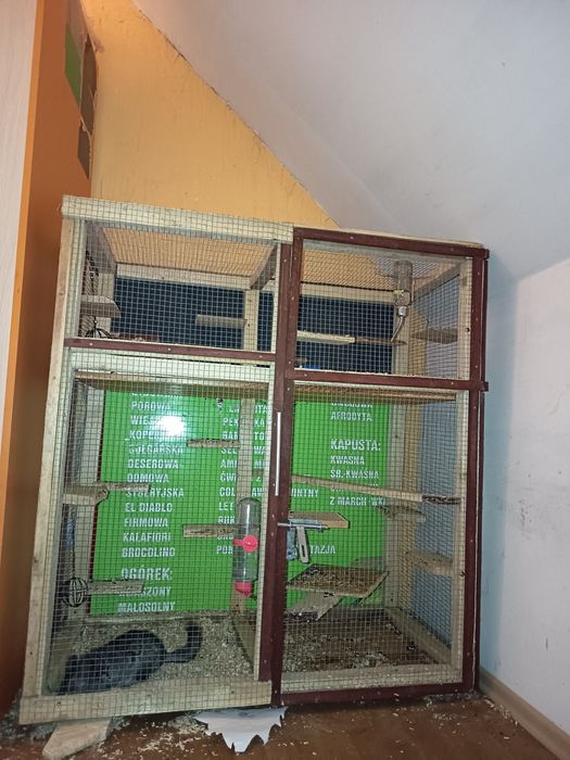 Szynszyle para na sprzedaż