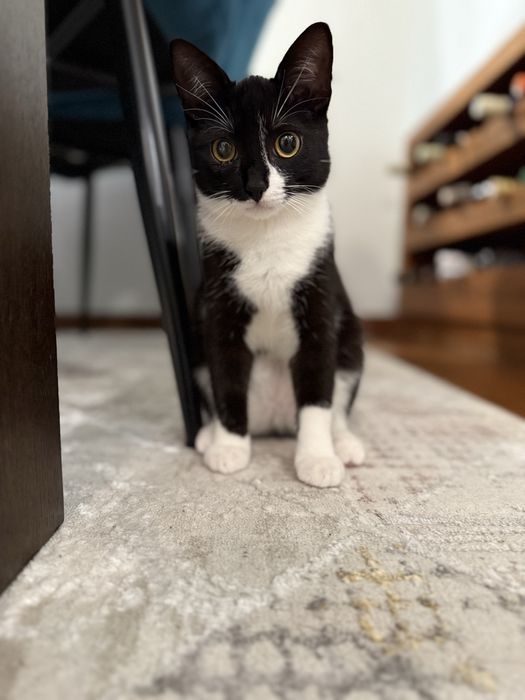 Uroczy kotek Lilo szuka domu! Otwart, kontaktowy, przemiły