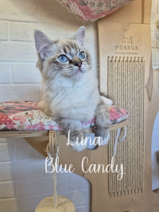 Kotka Ragdoll Luna Blue Candy Pl Warszawa Gotowa do odbioru FPL