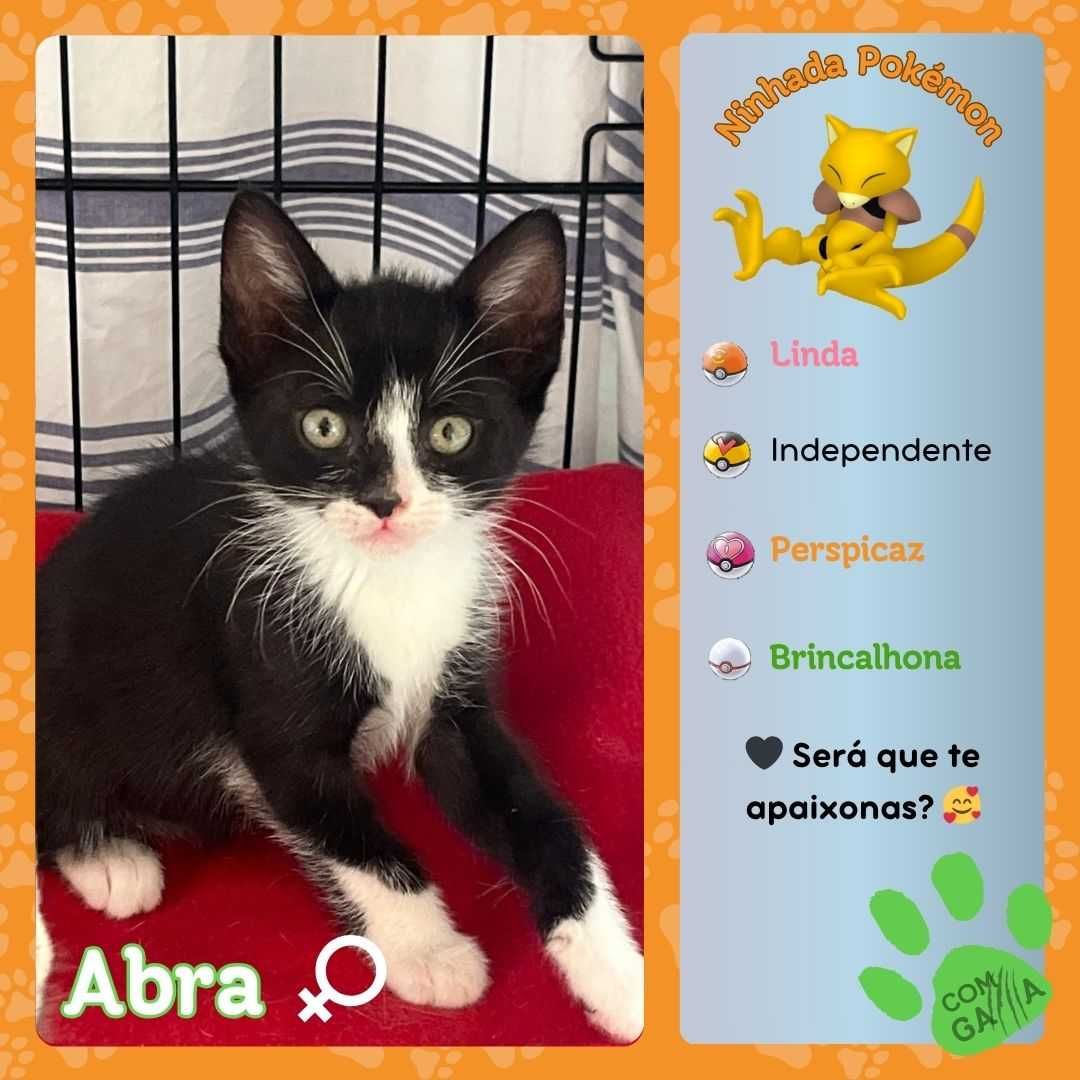 Gatos para adoção