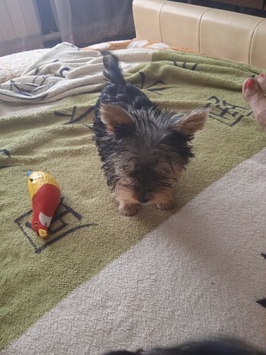 Мальчишка породы Йоркширский терьер ждет любящую семью