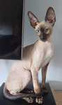 Kot  Cornish Rex