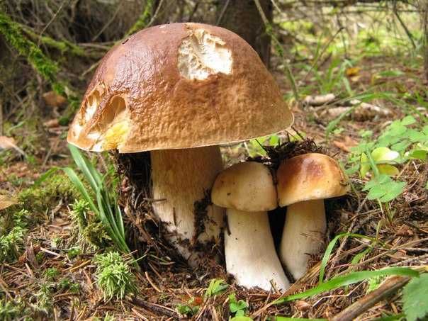 Мицелий белого гриба для выращивания грибов