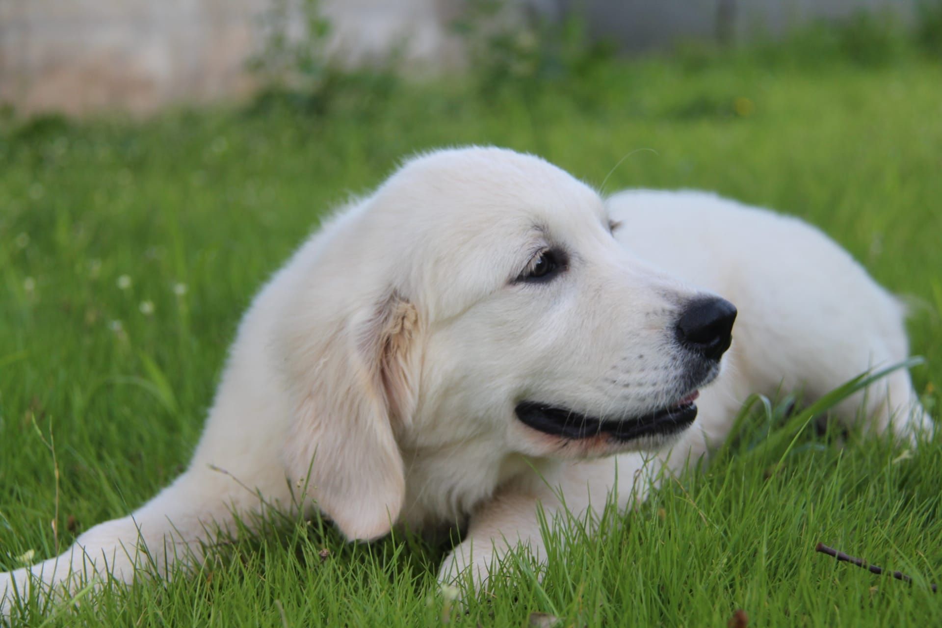 Cachorro Golden com Lop e Afixo