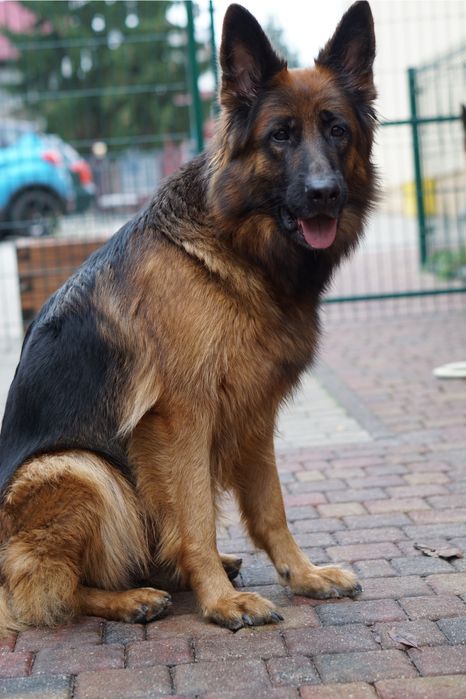 Owczarek niemiecki długowłosy szczeniak suczka