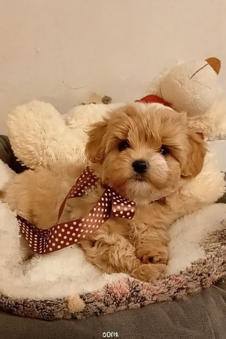 Мальтипу Ф1 Шикарний, справжній бебі фейс