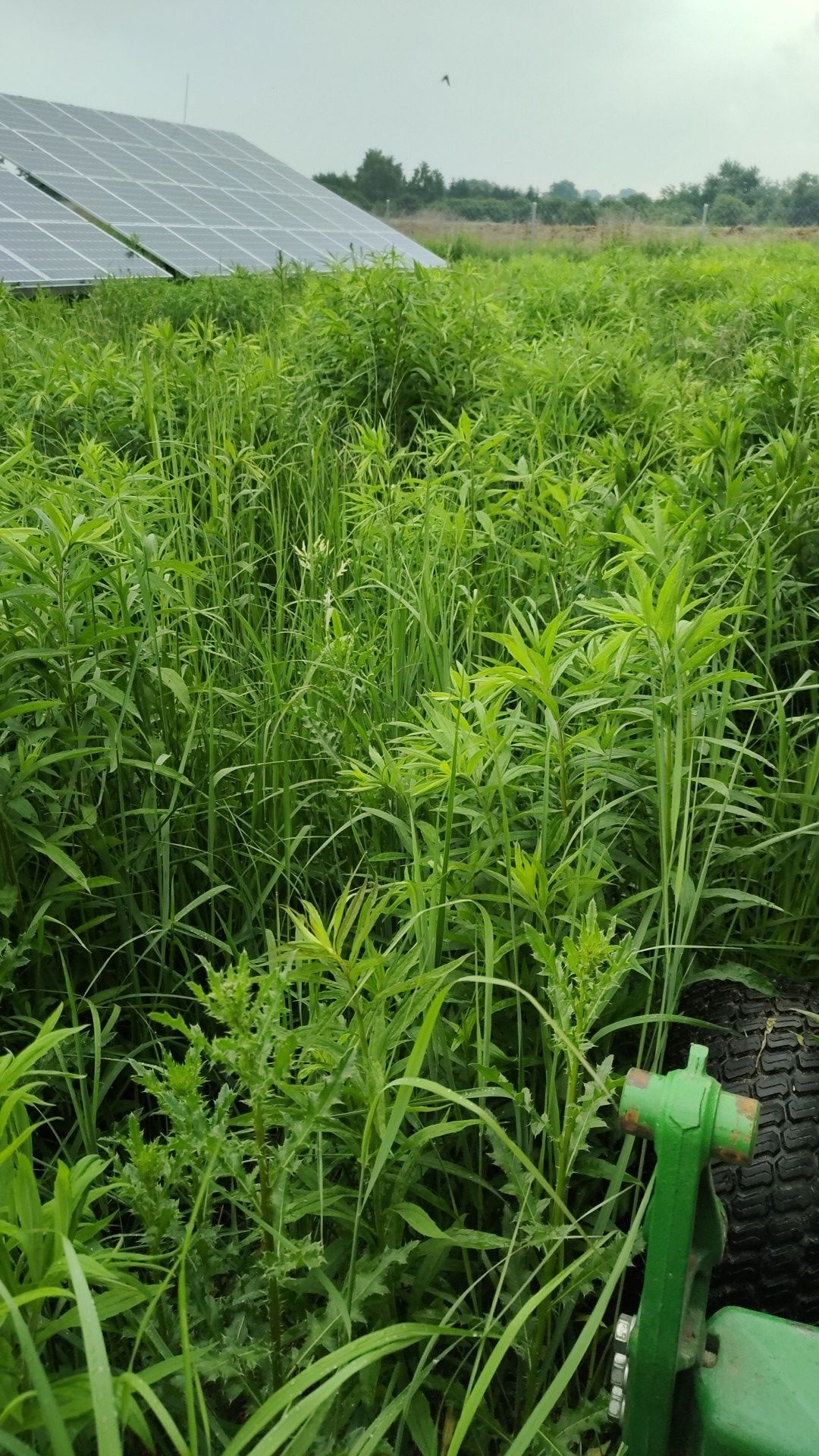 Koszenie farm fotowoltaicznych trawy nieużytków paneli