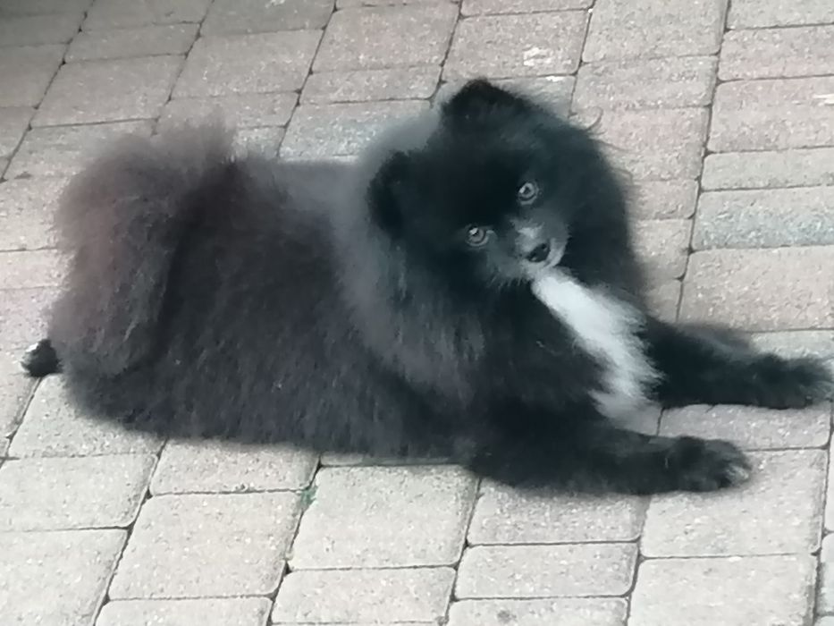 Szpic miniaturowy suczka