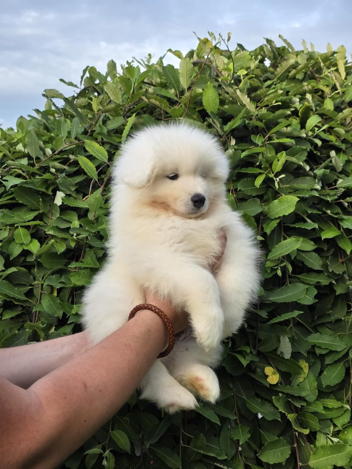 Samoyed szczeniaki FCI /ZKwP