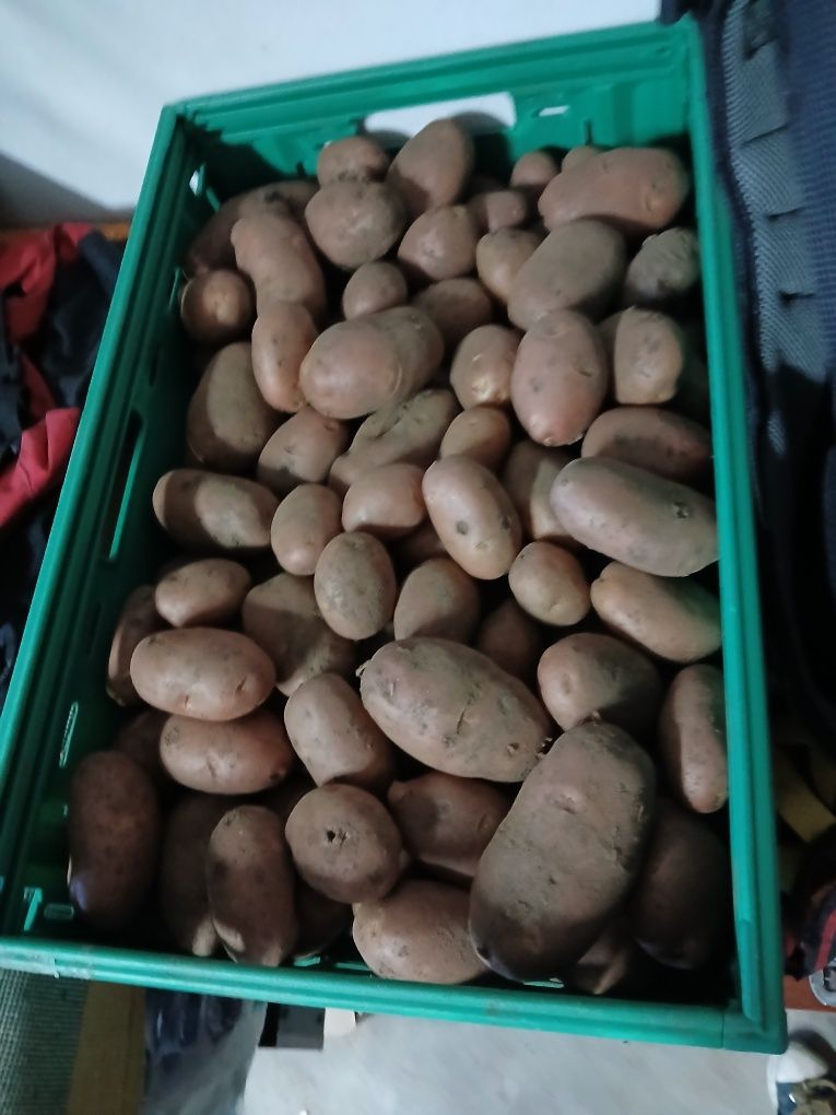 batatas nova vermelha