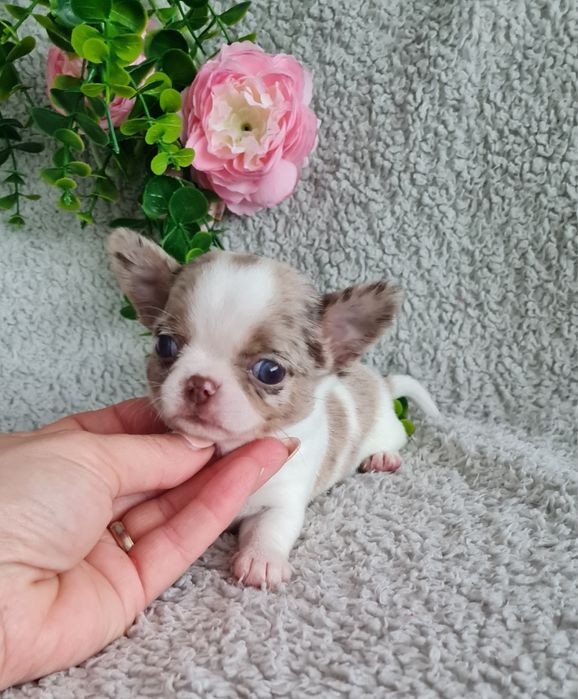 Excecional menina super mini mini Chihuahua/Chiuaua LinhagemRussa