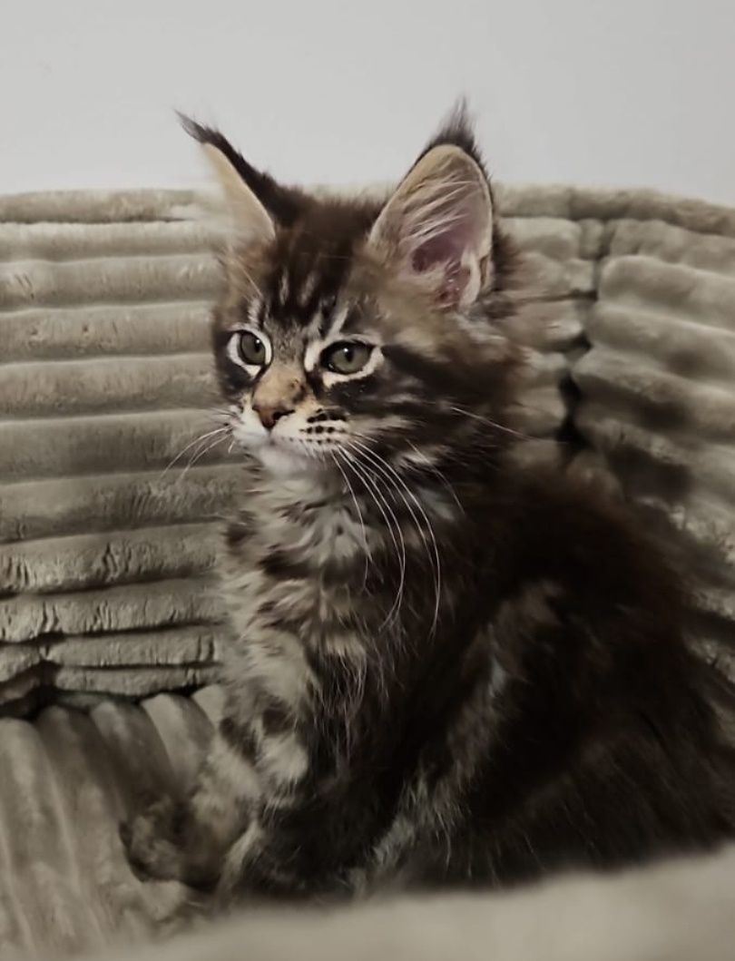 Kotka Maine Coon miot C