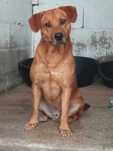 KADU (Macho, 2 Anos) Para Adopção