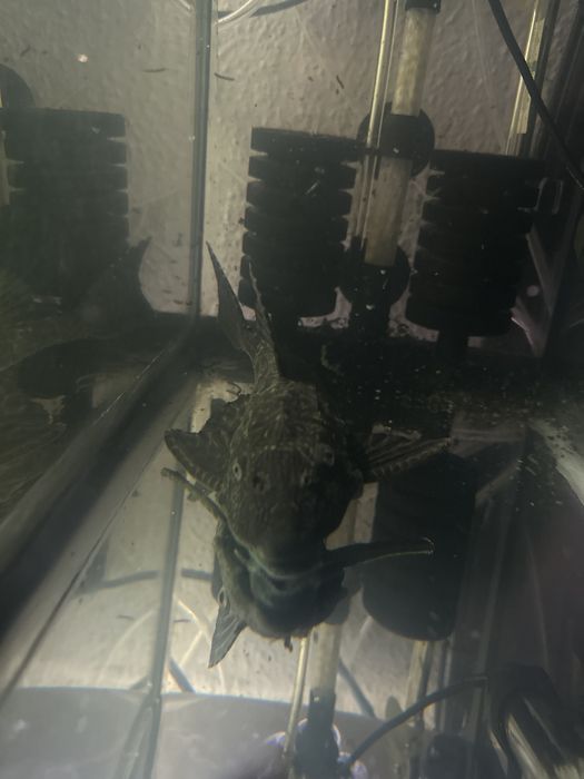 Limpa fundos grande.