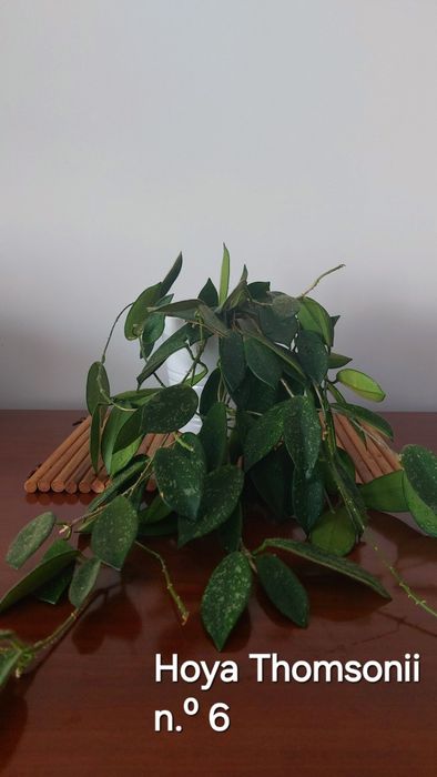 Hoyas (Flores de cera)  Plantas naturais