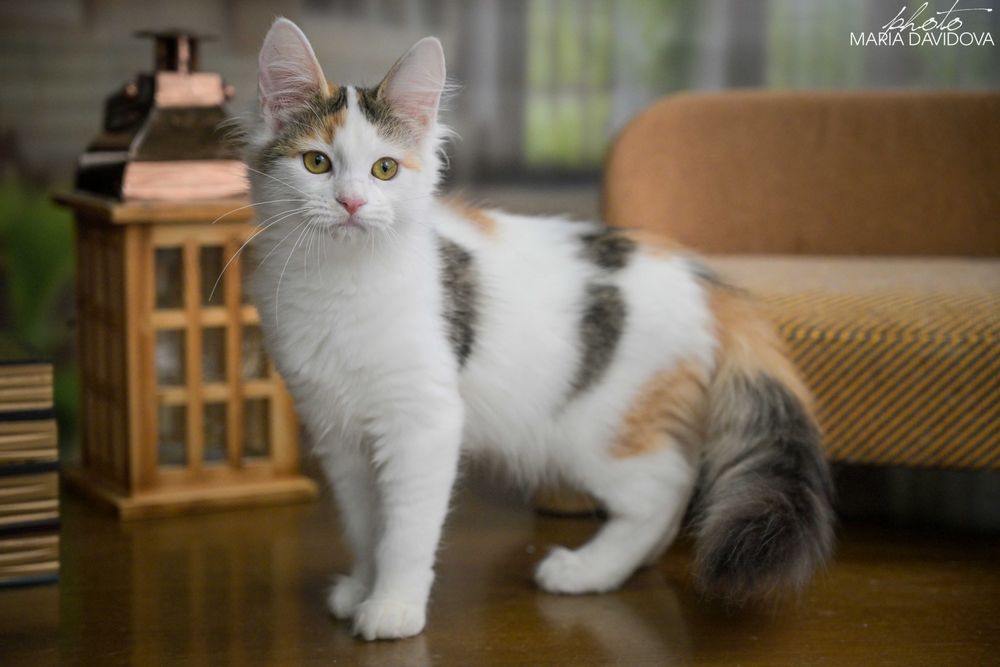 Черепаховая кошечка 4 мес — привита, знает лоток, ласковая