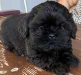 Piesek shih tzu szuka nowego domku