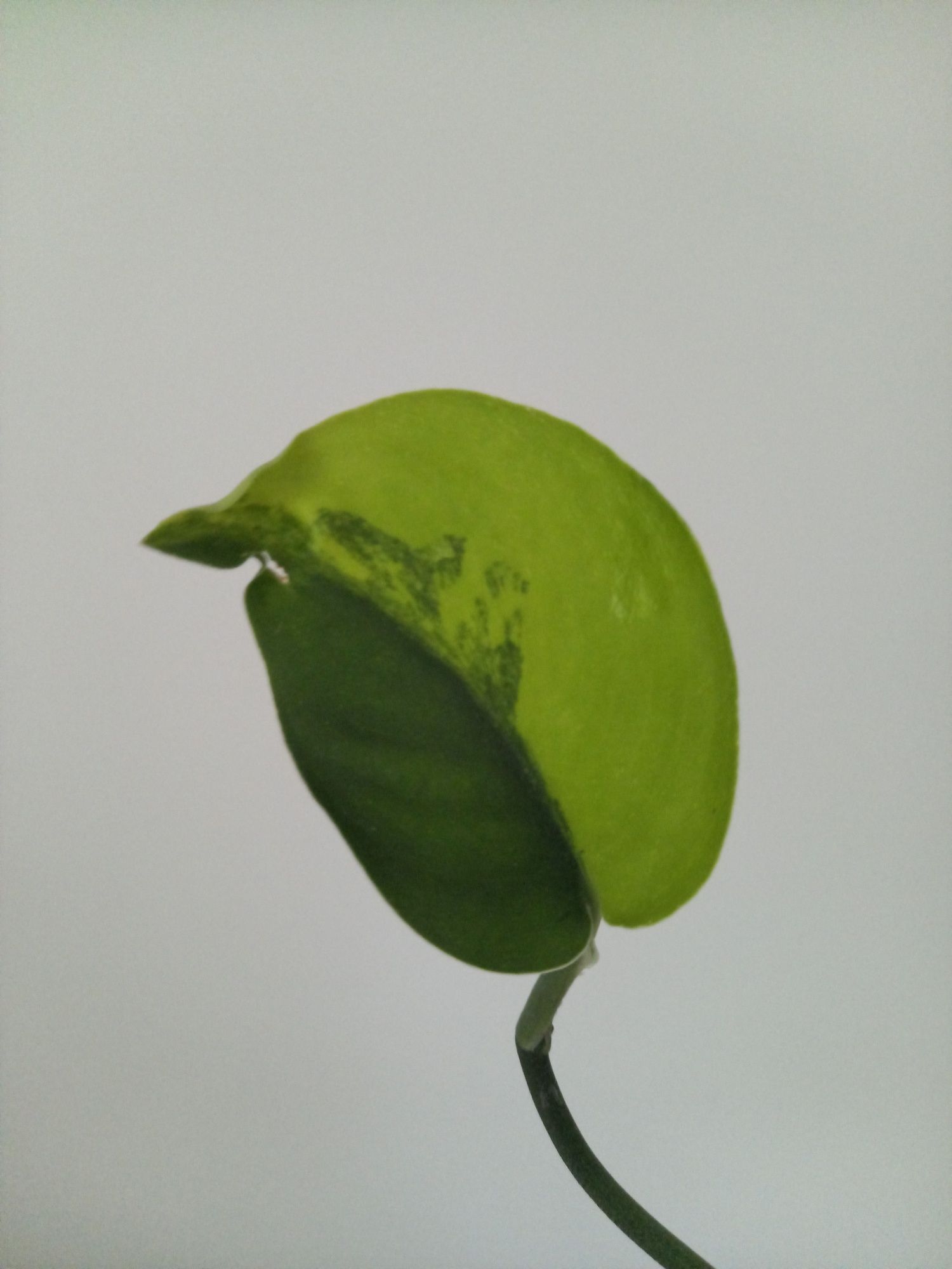 Scindapsus Jade Satin Variegata