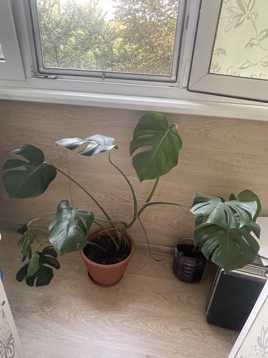 Монстера восхитительная (Monstera deliciosa).