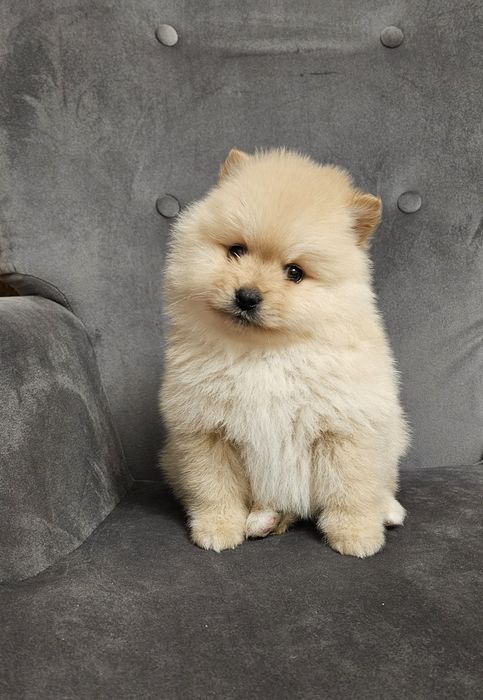 Szpic miniaturowy pomeranian suczka