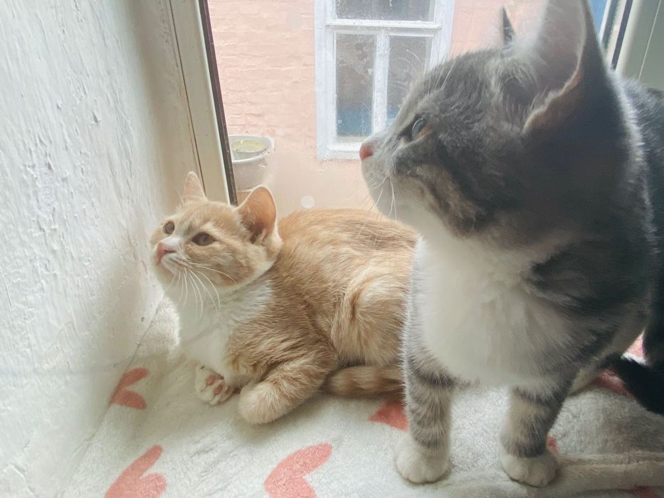 Котята в хорошие ручки