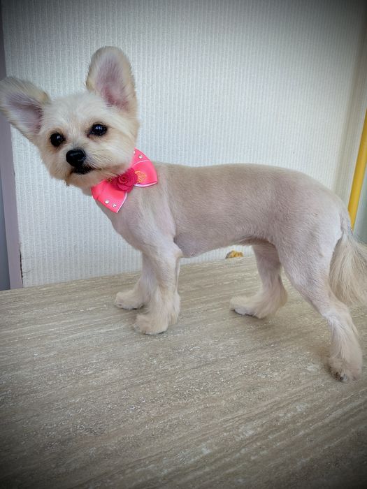 Стрижка собак Софиевская Борщаговка