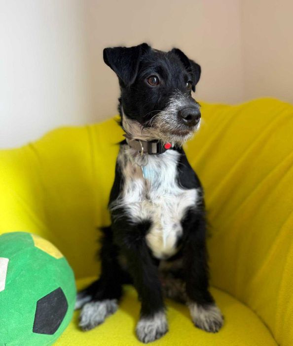 Dexter - szczeniak do adopcji!