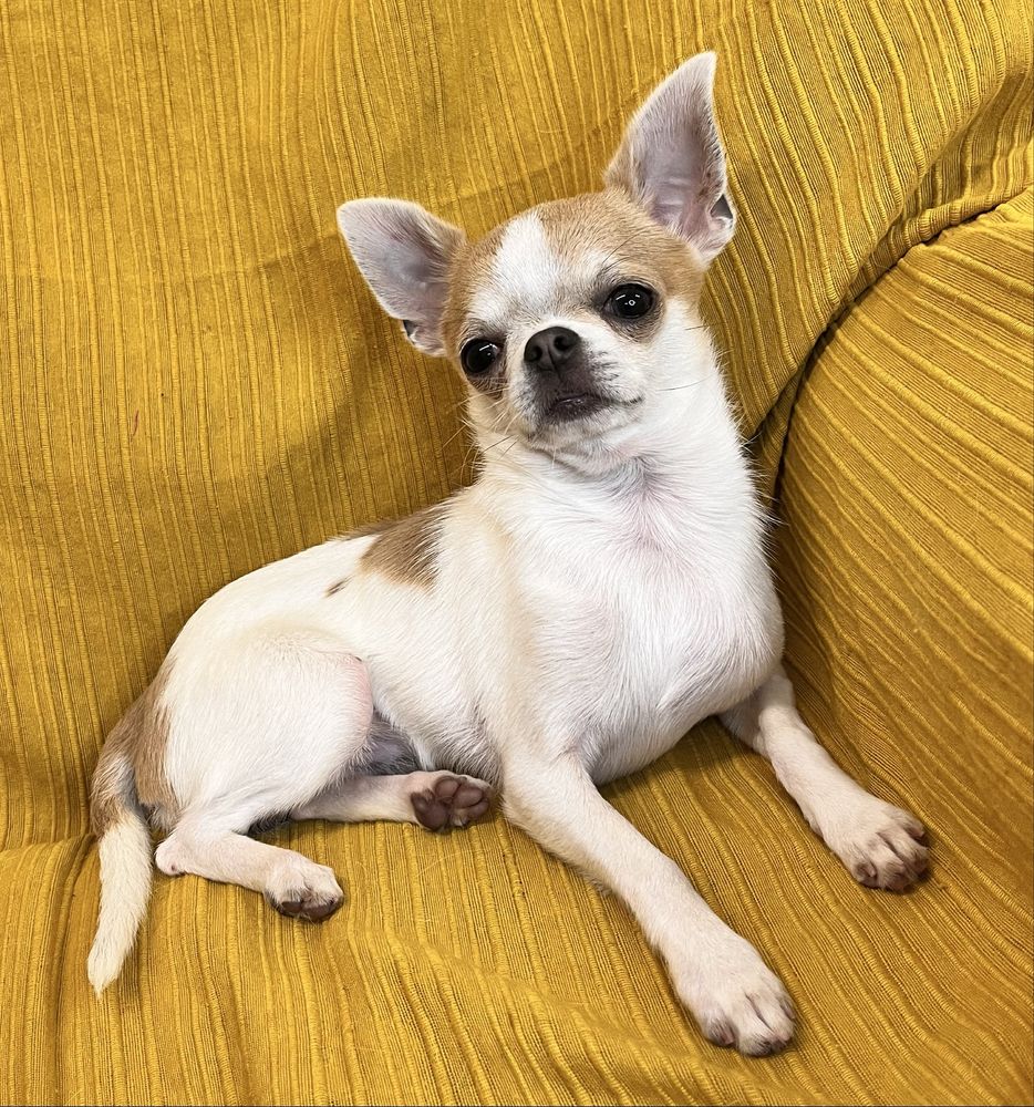 Chihuahua Macho Pequenino