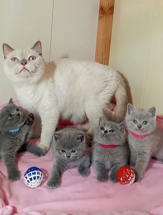 Котенок : Плюшевые комочки радости .