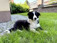 Suczka Border Collie FCI