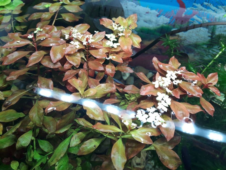 Ludwigia Repens - roślina akwariowa