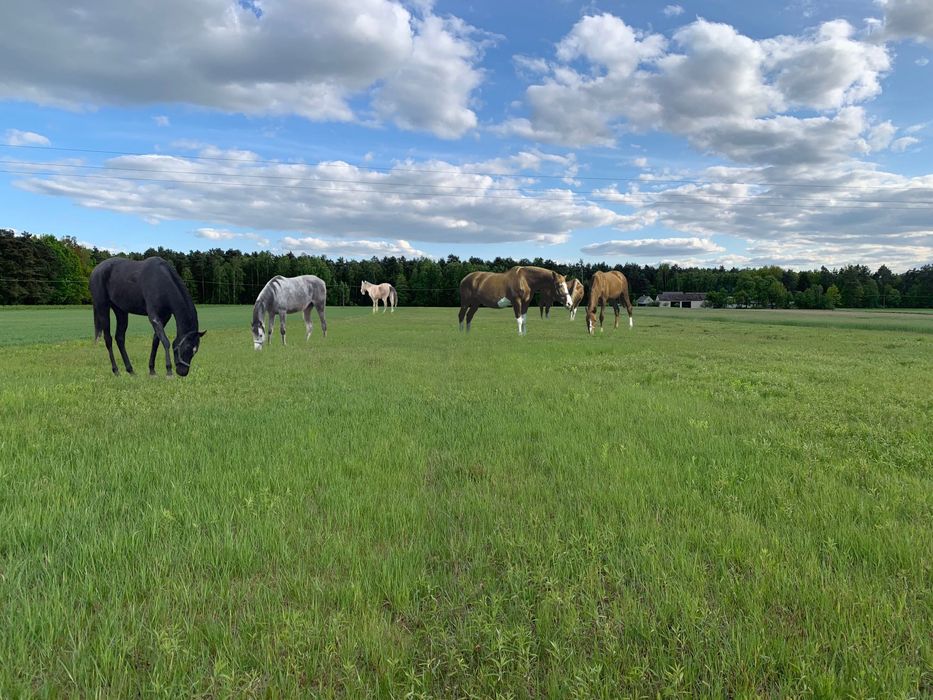 Sprzedam część gospodarstwa Wola Życka gm Trojanów pow Garwolin