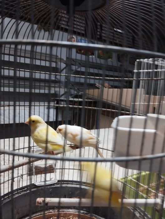 Canários arlequins e amarelos