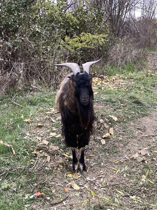 Цап, козел Ламанча