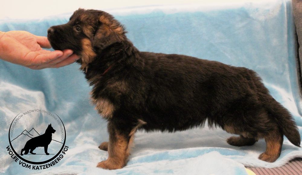 Owczarek niemiecki  długowłosy SZCZENIAK FCI ZKwP piesek podpalany